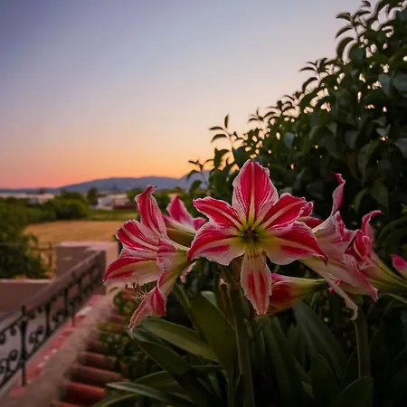 Nadia Kalamaki (Zakynthos)